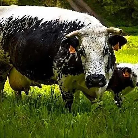 فيلة De La Ferme De La Bouille *